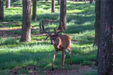 The deer with velvet antlers on meadow in forest