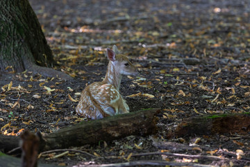 The fawn - fallow deer (Dama dama) in natural conservation area