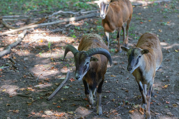 The European mouflon (Ovis orientalis musimon).Male mouflon are known as rams.