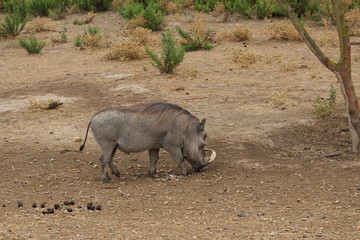 Fototapeta premium phacochère