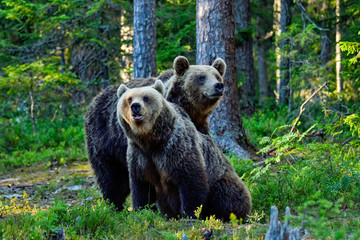 Brown bear brothers in the forest.