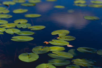 Nénuphars sur l'eau, calme et sérénité