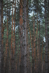 pine trees in the forest