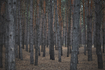 Obraz premium pine forest trees in autumn