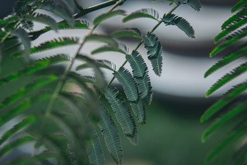 fern close up in forest
