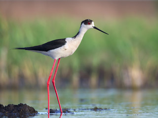 Black-winged Stilt stands on waterside. (Himantopus himantopus)
