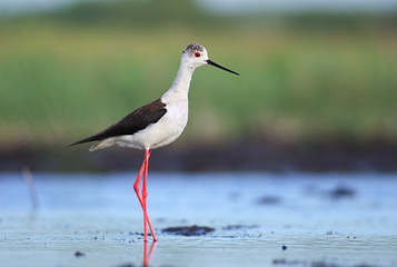 Black-winged Stilt, female. Himantopus himantopus