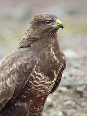 Common Buzzard In Wildlife