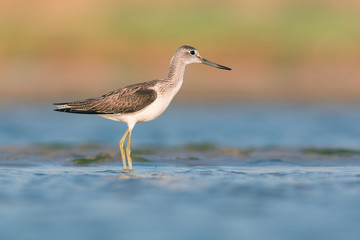 Common Greenshank