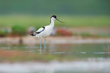 Pied avocet (Recurvirostra avosetta)