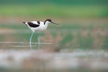 Pied avocet (Recurvirostra avosetta)