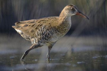 Juvenile Water Rail