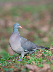 Common wood pigeon (Columba palumbus)