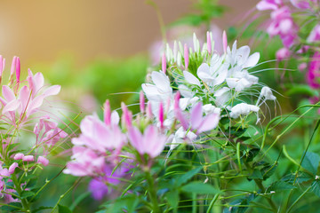 Beautiful of Cleome spinosa or Spider flower in the garden