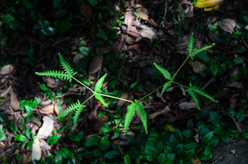 plants in the forest