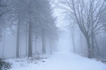 road in winter forest