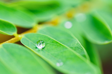 Water drops on green leaves. Drop of dew after the rain..
