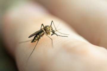 close up mosquito sucking blood from human skin