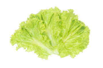 Salad leaf. Lettuce isolated on white background with clipping path.