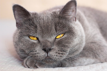 Domestic lovely cat. British shorthair cat with expressive orange eyes while laying on the bed in room. 