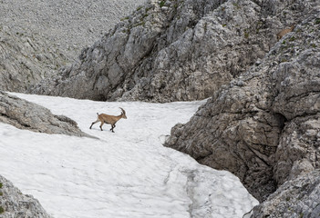 Capricorn running through the snowy plains at mountains