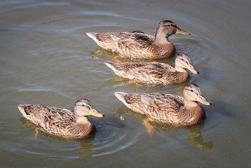 group of four ducks in water
