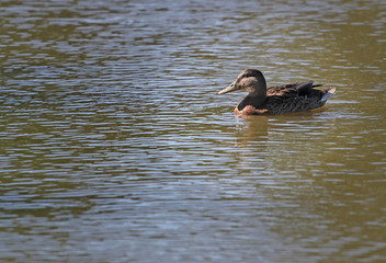 duck in pond from profile