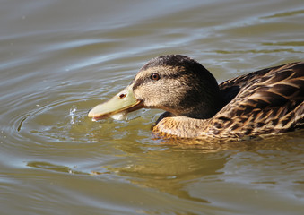 duck in the water from close-up