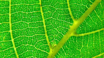 Green leaf macro photo.  Green leaf  background. Green leaf texture
