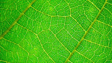 Green leaf macro photo.  Green leaf  background. Green leaf texture