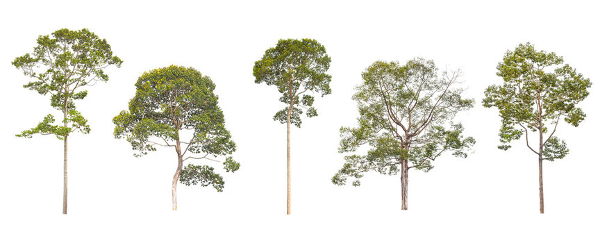 collection of big tree isolated on white background