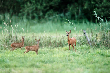 Roe deer doe with two fawns in meadow.