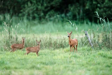 Rolgordijnen Roe deer doe with two fawns in meadow. © ysbrandcosijn