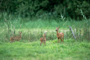 Roe deer doe with two fawns in meadow. © ysbrandcosijn