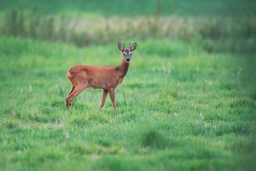 Young roebuck stands in meadow looking towards camera.