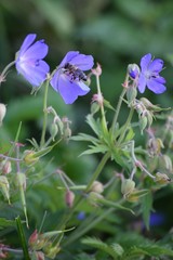 Cranesbill