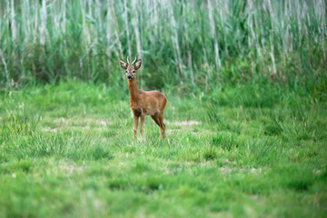 Young roebuck stands in meadow and looking towards camera.