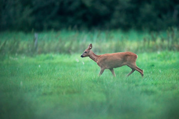 Roe deer doe walks in meadow. Side view.