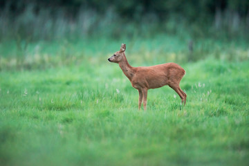 Fototapeta premium Roe deer doe in meadow looking aside.