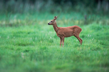 Roe deer doe in meadow looking aside.