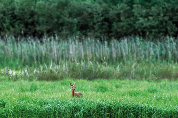 Roe doe in meadow with tall grass and reed.