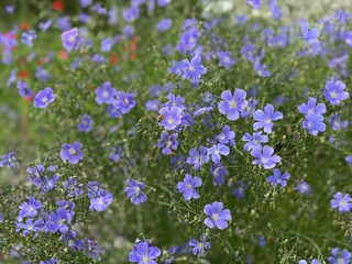 Bee among the purple flowers, Lewis flax 