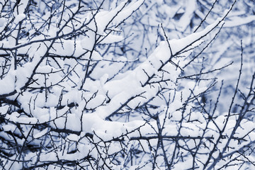 The dense branches of the tree are covered with a thick layer of snow_