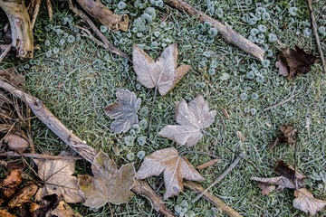 france,île de france,forêt : herbe & feuille sous le givre hivernal