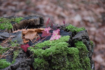 moss on tree trunk