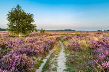 Photo sur Plexiglas Purple pink heather in bloom Ginkel Heath Ede in the Netherlands. Famous as dropping zone for the soldiers during WOII operation Market Garden Arnhem.