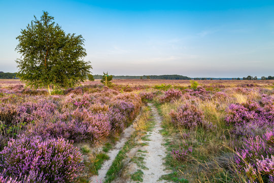 Purple pink heather in bloom Ginkel Heath Ede in the Netherlands. Famous as dropping zone for the soldiers during WOII operation Market Garden Arnhem.