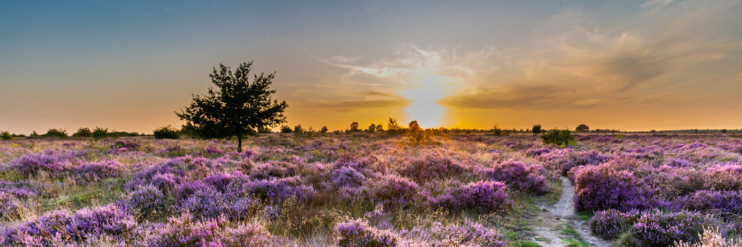Purple pink heather in bloom Ginkel Heath Ede in the Netherlands. Famous as dropping zone for the soldiers during WOII operation Market Garden Arnhem.
