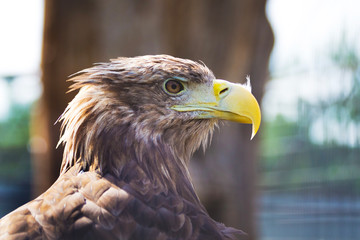 Close up portrait of eagle on blurred background_