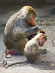 Monkey  baboon hamadryl with baby eating vegetables_